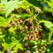 Blossoming of blackcurrant. small depth of sharpness