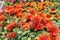 Blossoming blanket flower in the garden