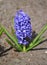 The blossoming blue hyacinth east (Hyacinthus orientalis L.)