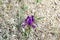 Blossoming blue iris on a mountain meadow.