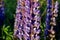 Blossoming blue lupine in June, Russia