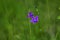 Blossoming bluebell (Campanula patula)