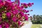 Blossoming bougainvillea branches with pink flowers
