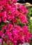 Blossoming bougainvillea flowers