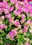 Blossoming bougainvillea flowers