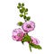 Blossoming  bouquet  of pink mallow flowers and green leaves. Hand drawn ink and colored sketch isolated on white background