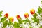 Blossoming branch apple, tulips. Bright colorful spring flowers