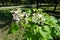 Blossoming branch of catalpa tree in June