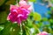 Blossoming branch exotic colorful fuchsia on blue sky