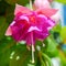 Blossoming branch exotic colorful fuchsia on blue sky