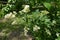 Blossoming branch of Ligustrum vulgare