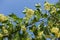 Blossoming branch of linden against blue sky