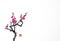 Blossoming branch of oriental sakura cherry on white background. Traditional Japanese ink wash painting sumi-e