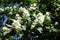 Blossoming branch of Philadelphus coronarius against the sky