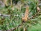 Blossoming branch of a pine