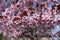 Blossoming branch of prunus pissardii in spring