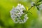 Blossoming branch spring ball green blurry background