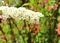 Blossoming branch a Thunberg`s meadowsweet