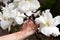 Blossoming branch of a white magnolia, close up