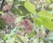 Blossoming branches of Japanese cherry. Pink flowers background. Vintage toned photo