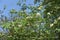 Blossoming branches of rowan against the sky