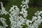 Blossoming branches of Spiraea prunifolia plena