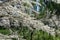 Blossoming branches of Tamarix ramosissima