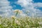 Blossoming buckwheat closeup