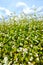 Blossoming of a buckwheat of a sowing campaign Fagopyrum esculentum Moench