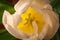 Blossoming bud of white tulip, view inside on pestle