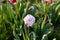 Blossoming bud of white volumetric tulip in red stripes close up