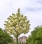 Blossoming bud of Yucca rostrata palm