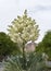 Blossoming bud of Yucca rostrata palm
