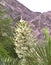 Blossoming bud of Yucca rostrata palm