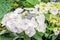Blossoming and budding Hydrangea macrophylla plant from close