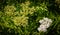 Blossoming buds of elderberry, ripening green berry. Elderberry bushes with white foliage.