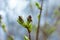 The blossoming buds of lilac