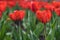 Blossoming buds of tulips with green stems and leaves in summer