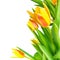 Blossoming bunch spring yellow Tulips flower colorful is isolate