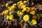 Blossoming bush of amber yellow Chrysanthemums
