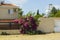 Blossoming bush Bougainvillea with pink flowers grows near fence