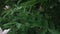 A blossoming bush with close-up pink peony flowers shot in cloudy weather in the summer. Panoramic down up video. Full