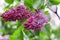 The blossoming bush  Lilac during a rain