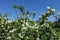 Blossoming bush of mock-orange against blue sky