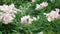 A blossoming bush with pink large peony flowers shooting in cloudy weather in the summer. Panoramic slow video from left