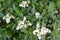 The blossoming bush a privet ordinary Ligustrum vulgare L