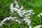 Blossoming bush of white Spiraea in a garden.