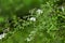 Blossoming bush of white Spiraea in a garden.