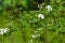 Blossoming bush of white Spiraea in a garden.