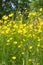 Blossoming buttercups for insects, natural backyard and meadow biodiversity